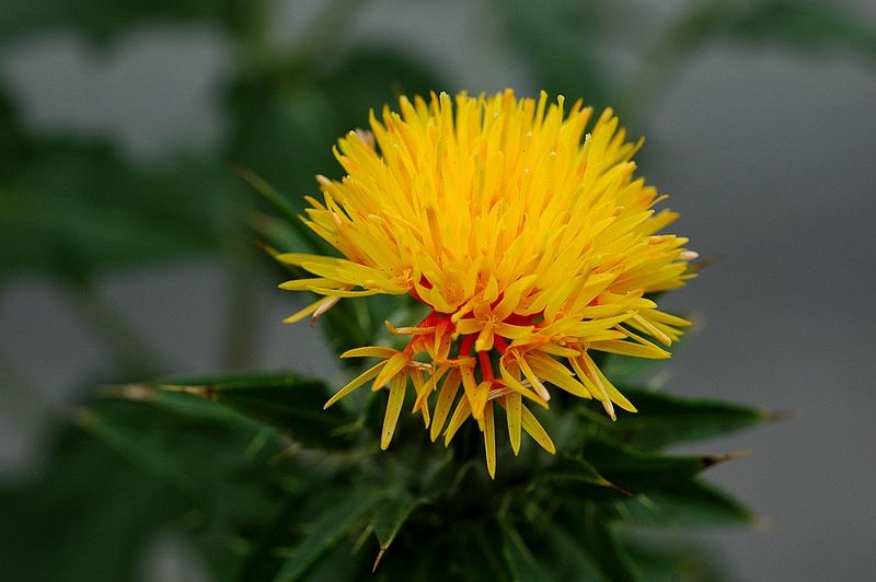 Safflower Oil