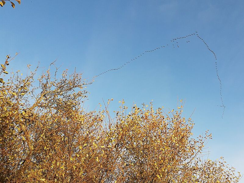 Winged Migration (2001)