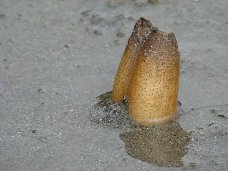 Geoduck Clam