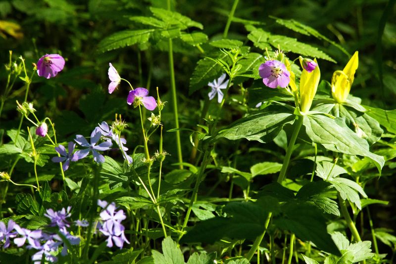 Whiteoak Sink, Great Smoky Mountains National Park