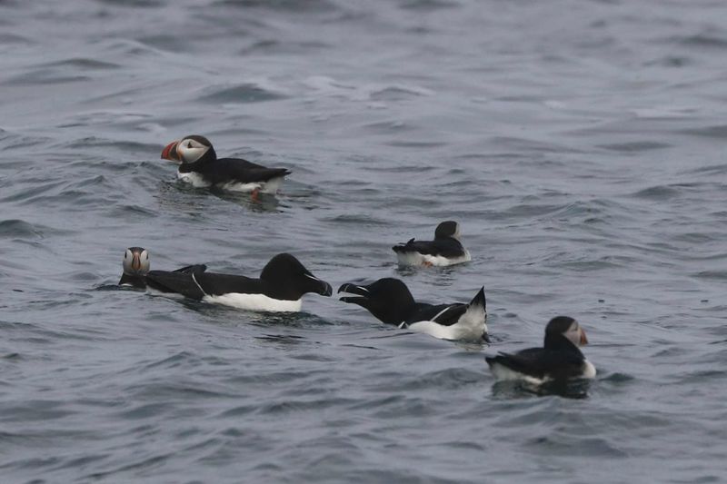 Acadia National Park, Maine