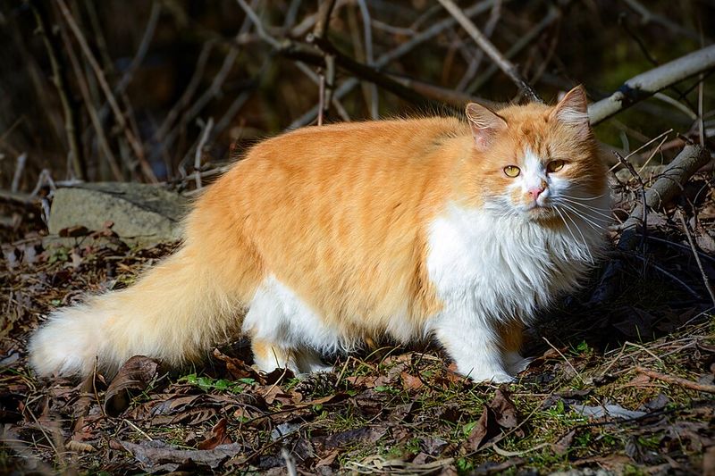 Crookshanks Belonged to Lily Potter