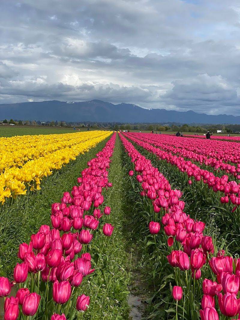 Skagit Valley, Washington — Tulip Festival Spectacle