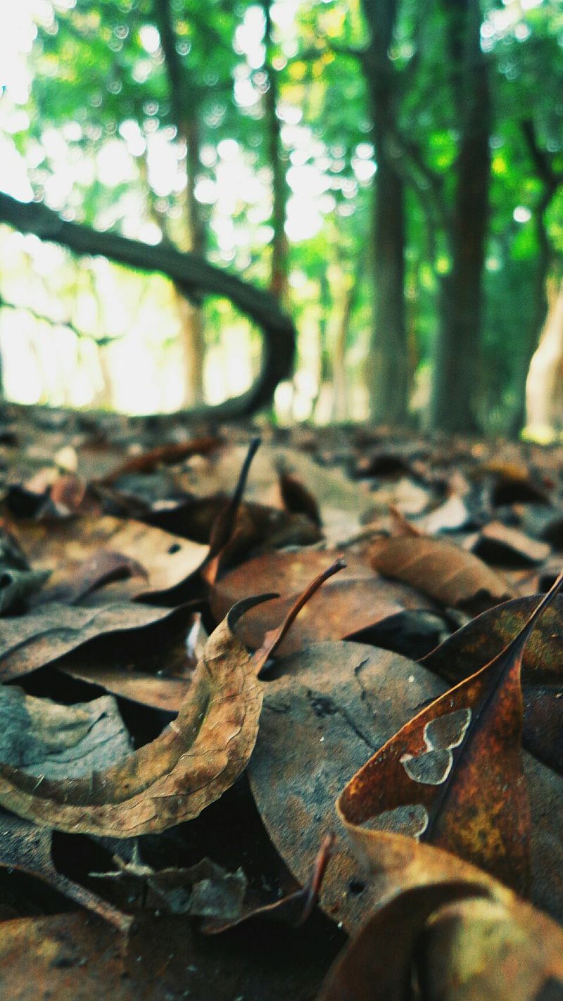 Hagrid Saves Harry After Voldemort’s Strike