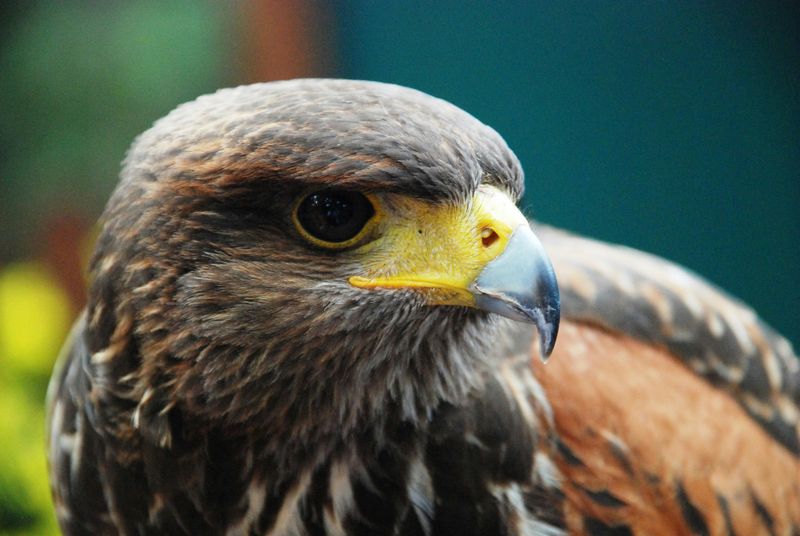 Winky's Grief And The House-Elf Storyline