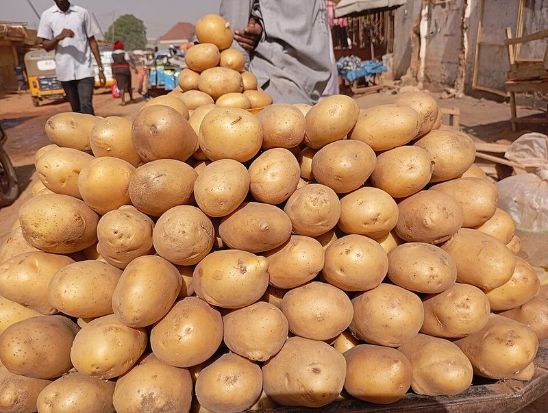 Jamie O'Rourke and the Big Potato by Tomie dePaola