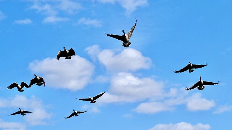 Fly Away Home (1996)