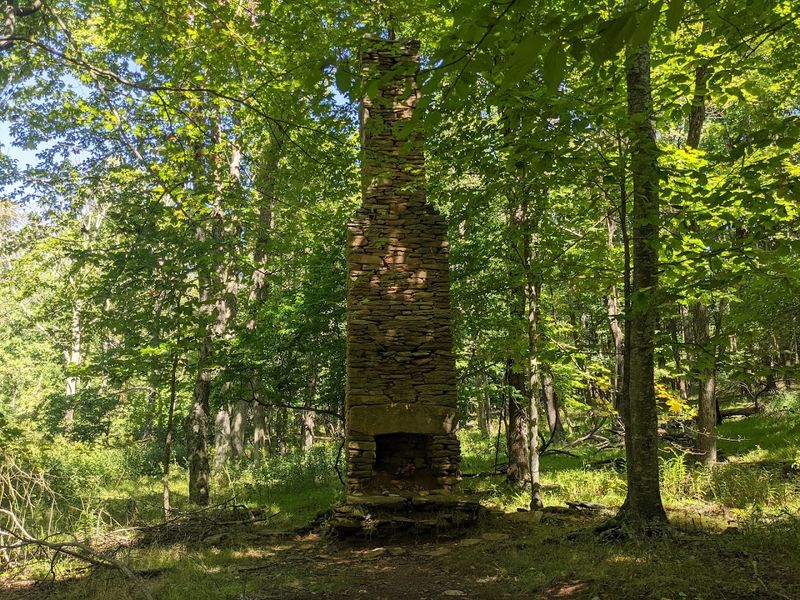 Rocky Knob, Blue Ridge Parkway, Virginia — Wildflowers and Rhododendrons
