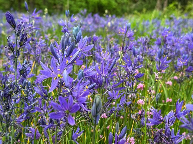 Camassia Natural Area, Oregon — Hidden Wildflower Gem