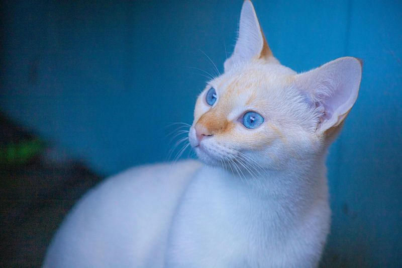 Her Patronus Was Extraordinary