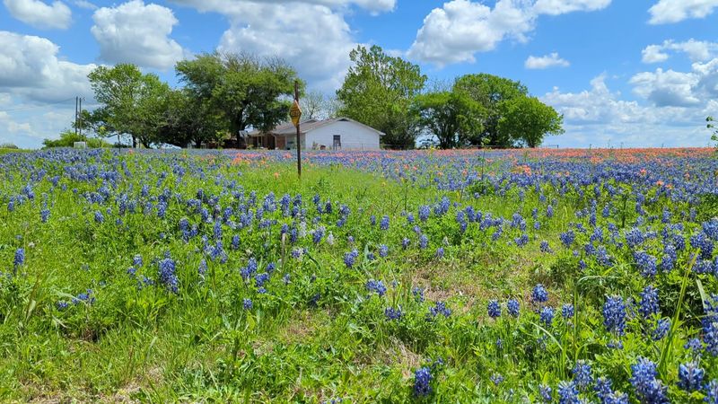 Ennis, Texas — The Bluebonnet Trail Capital