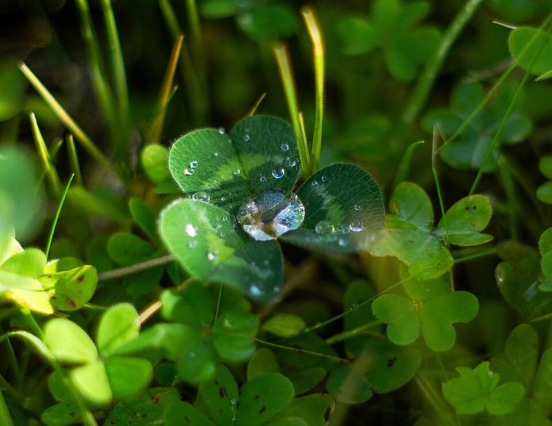 Lucky Tucker by Leslie McGuirk