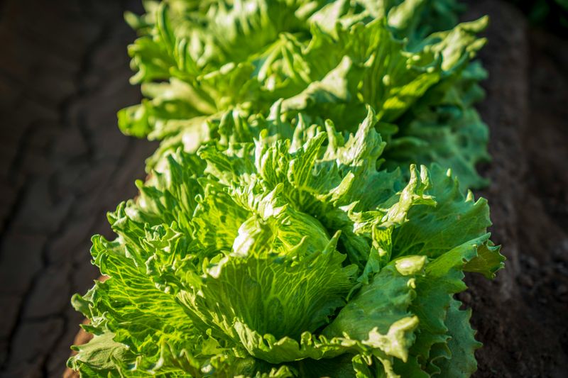 The Lettuce: Simple, Cool, and Surprisingly Important