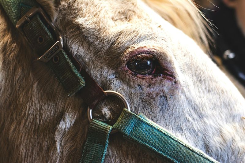The Waterfall Plunge