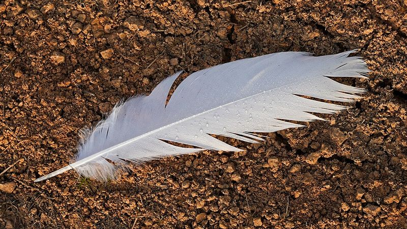 Forrest Gump's Feather Was Filmed Separately