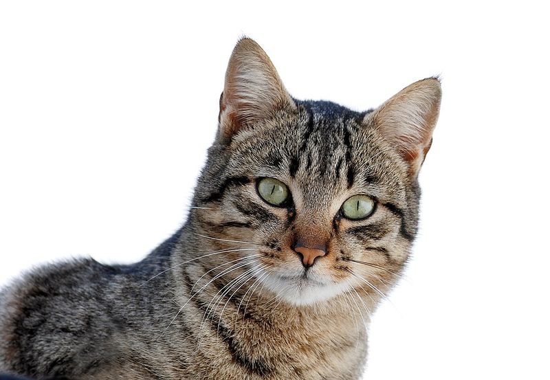 She Became an Animagus at Just Seventeen