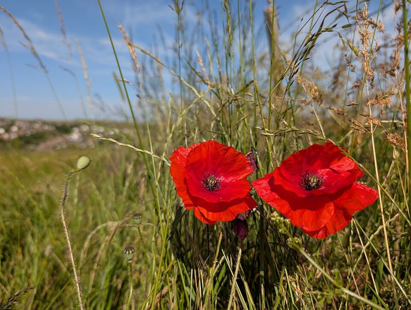 Planting a Rainbow by Lois Ehlert