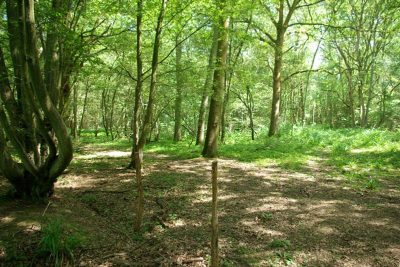 In The Woods (2007) - Tana French