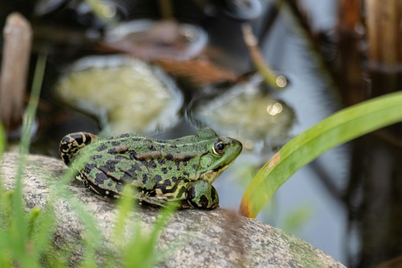 A Frog’s Worst Nightmare