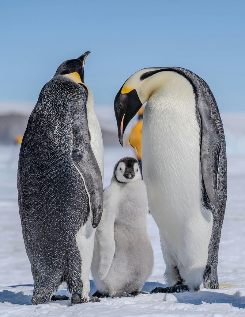 March Of The Penguins (2005)