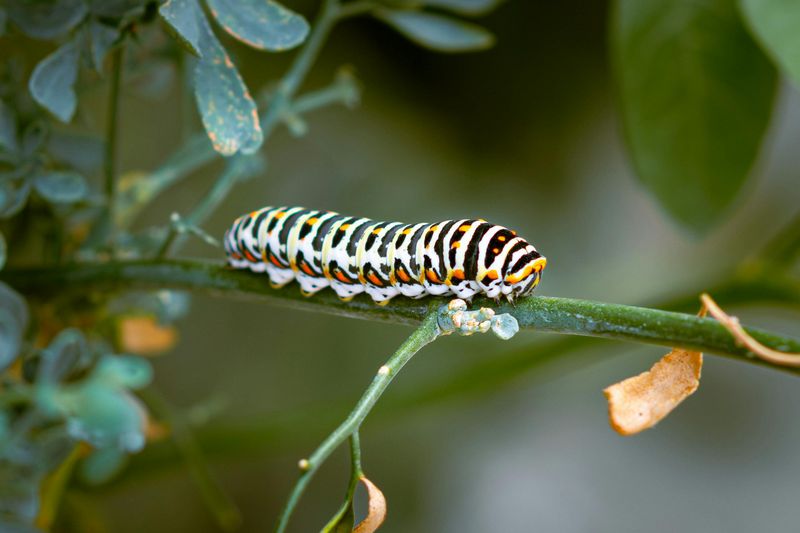 The Very Hungry Caterpillar by Eric Carle