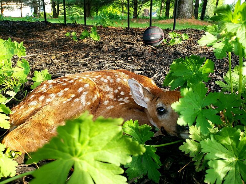 Audrey Hepburn and Her Fawn, Pippin