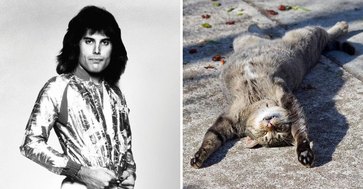 17 Freddie Mercury Facts That Still Surprise Fans