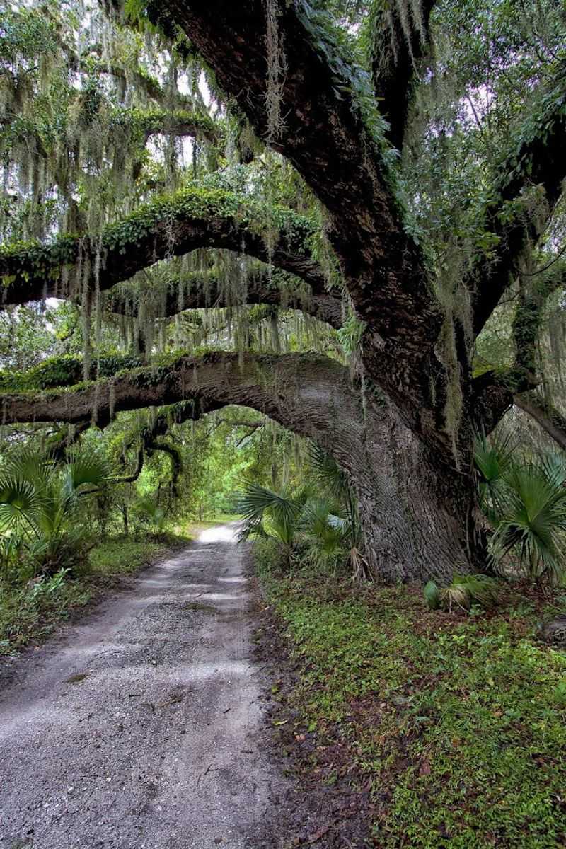 Cumberland Island National Seashore, Georgia