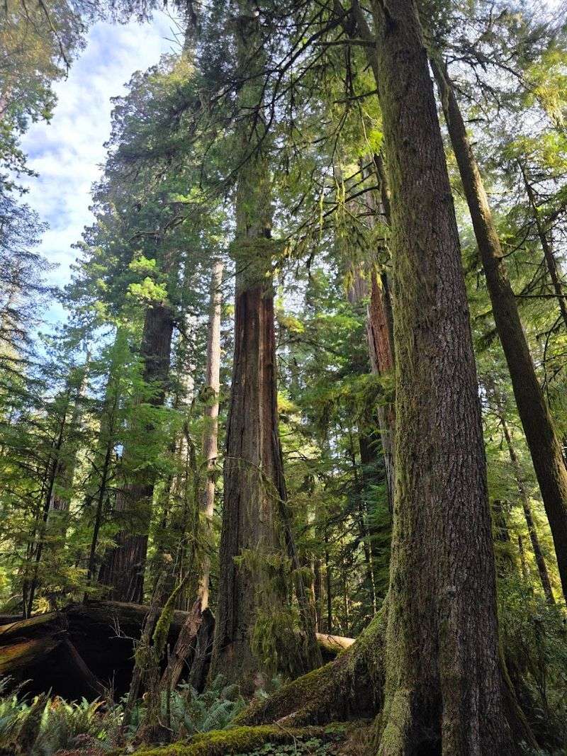 Redwood National and State Parks, California
