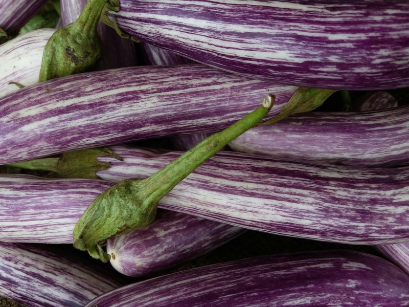 Eggplant