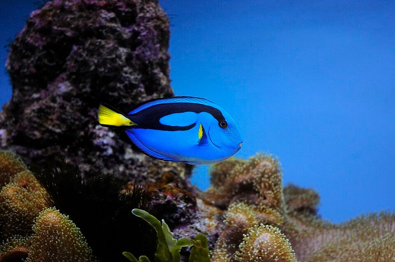 Dory