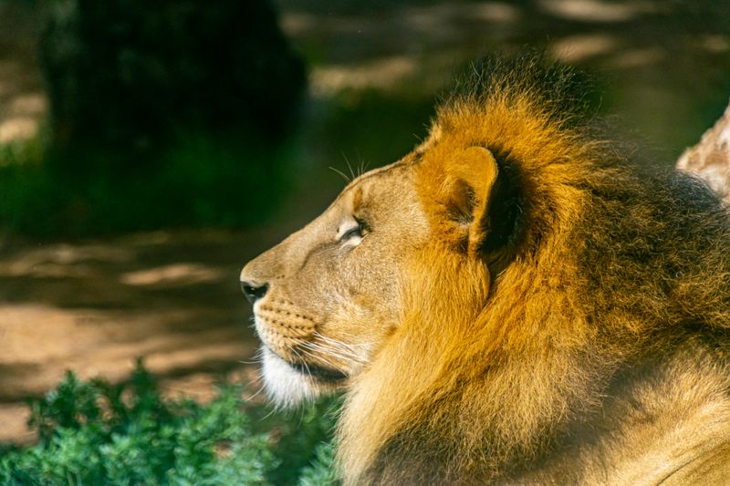 Christopher Walken — Lion Taming