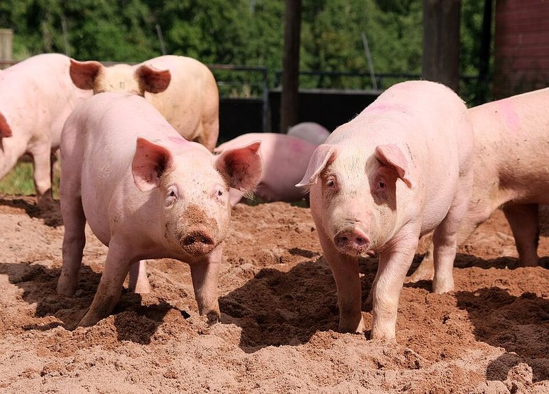 Babe – Babe (1995)