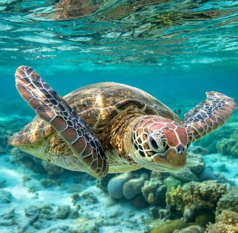 Great Barrier Reef, Australia