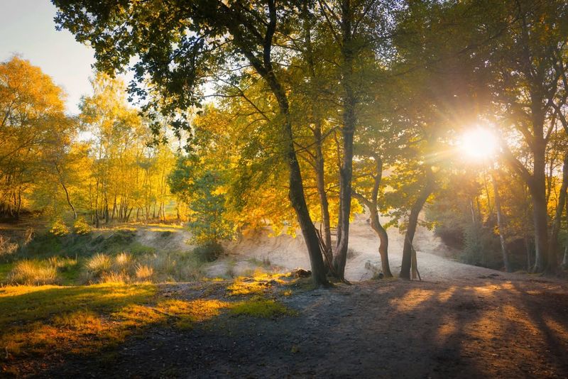 Ashdown Forest / Pooh Country, England