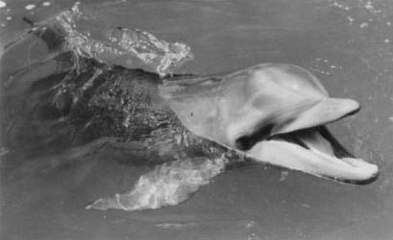 Flipper – Flipper (1963) and TV Series