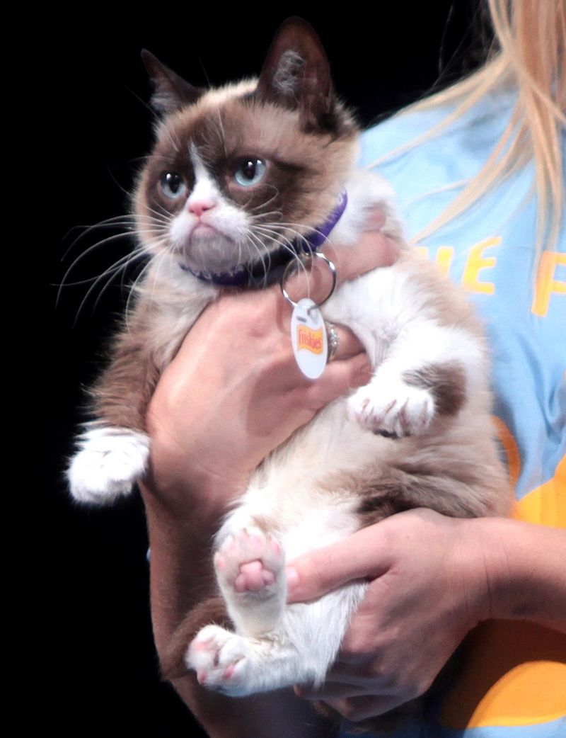 Grumpy Cat – Internet and Film Fame (2012–2019)