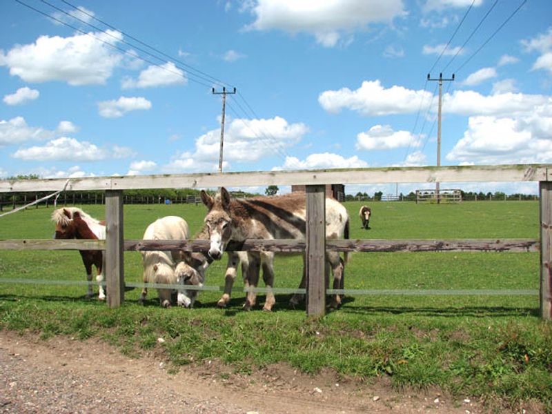 Reese Witherspoon's Miniature Donkeys