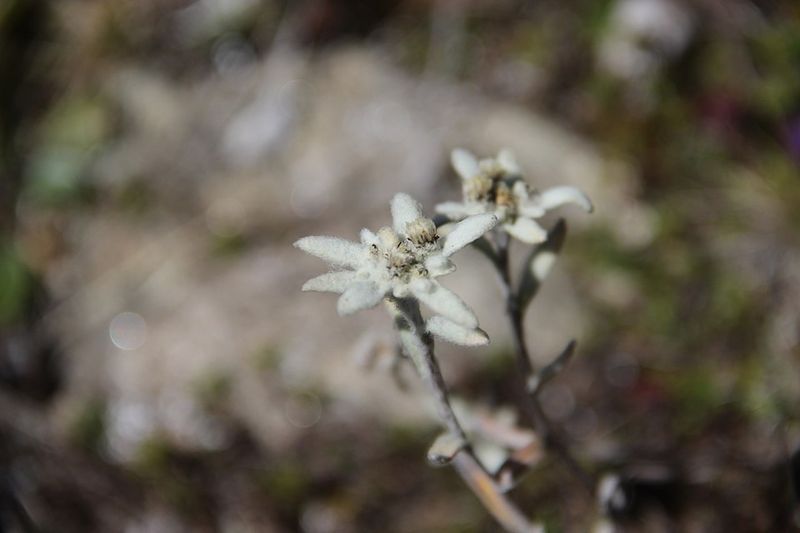 Edelweiss from The Sound of Music