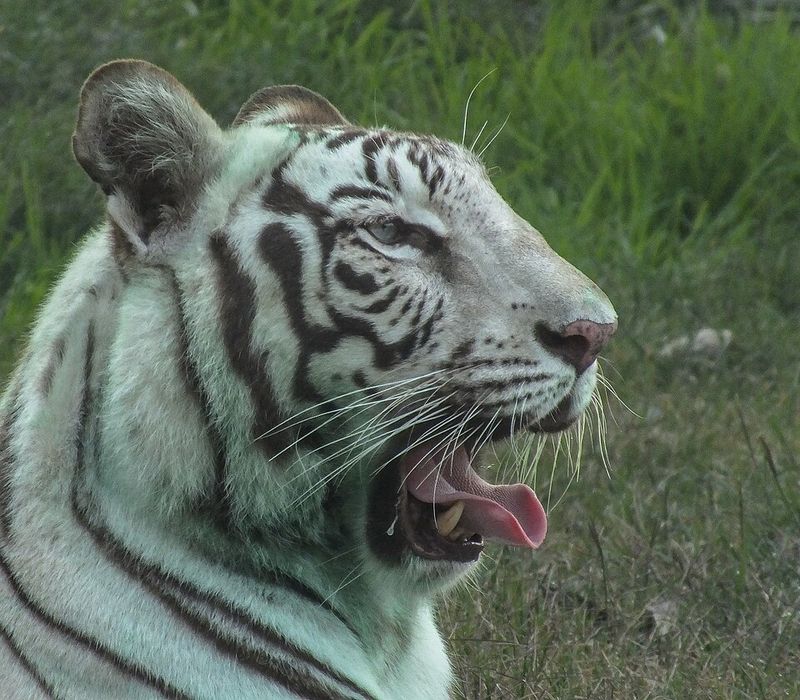 Mike Tyson's White Bengal Tigers