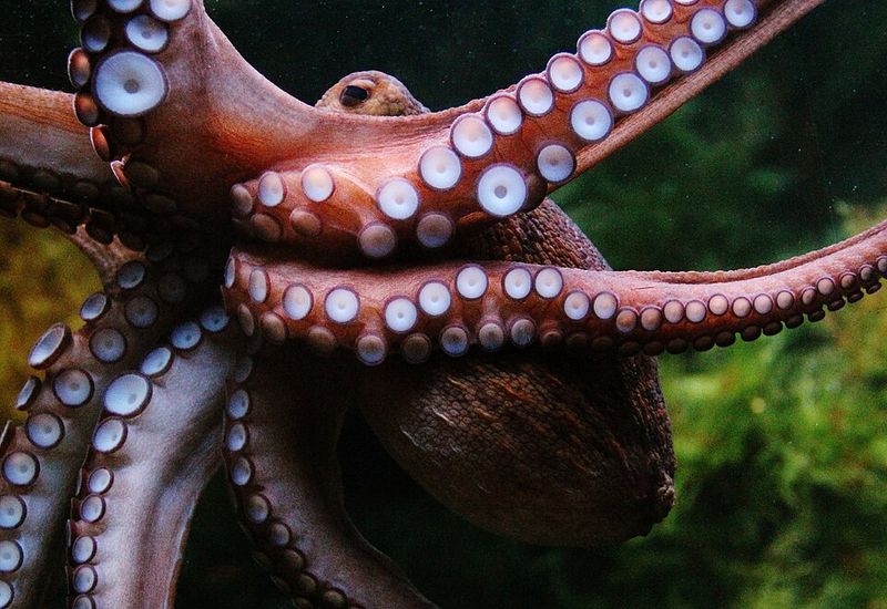 Nicolas Cage's Octopus Obsession