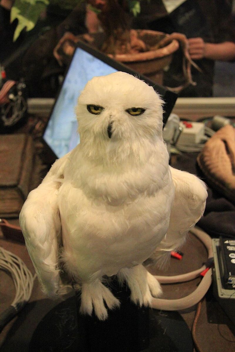 Hedwig – Harry Potter Series (2001–2011)