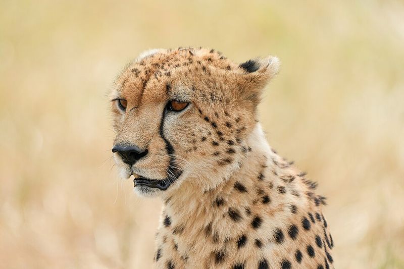 Josephine Baker's Cheetah, Chiquita