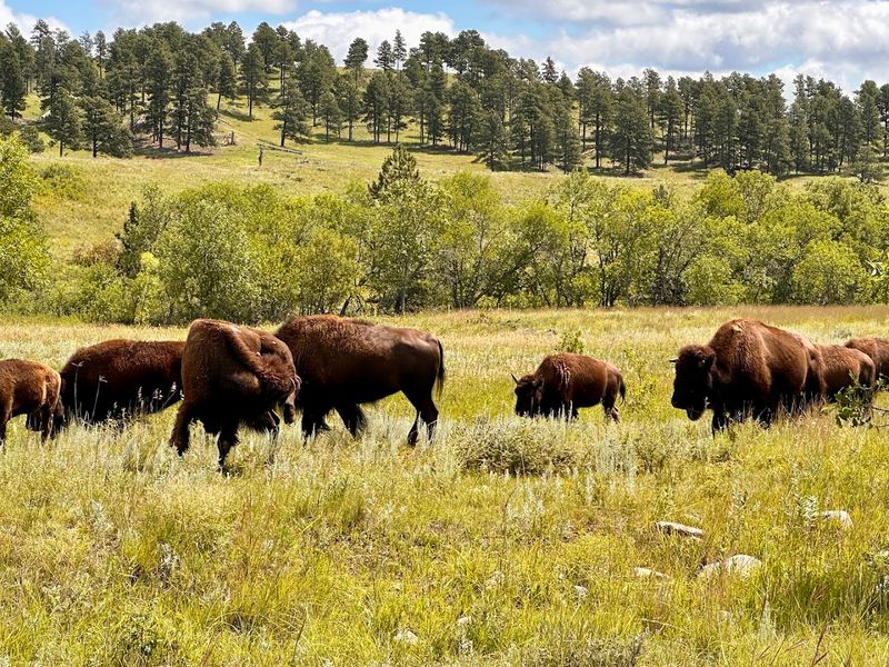 Custer State Park, South Dakota