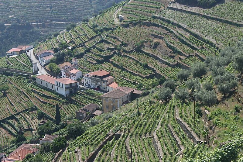 Terraced Vineyards Of The Douro