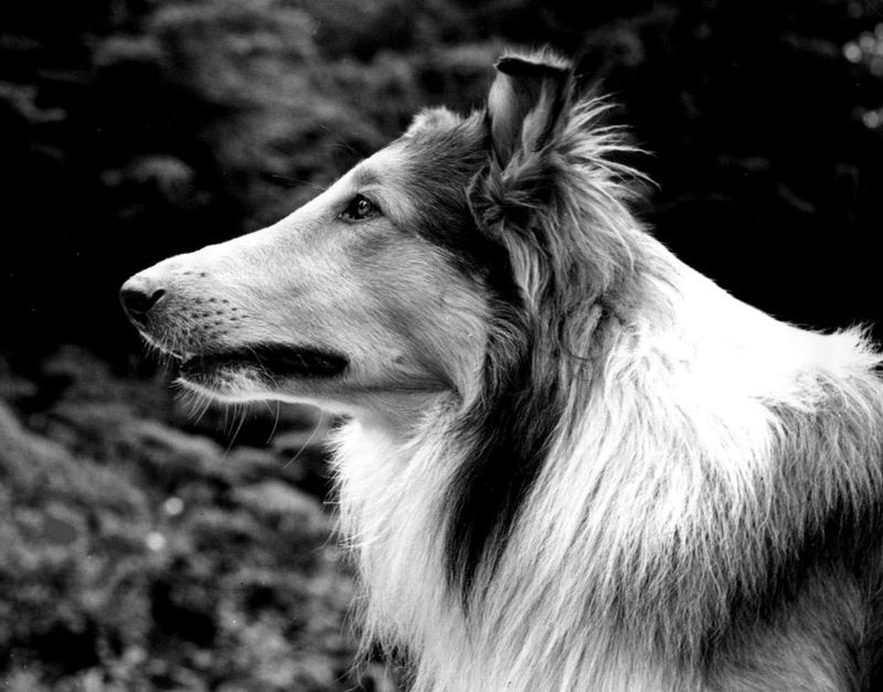 Lassie – Lassie Come Home (1943) and Beyond