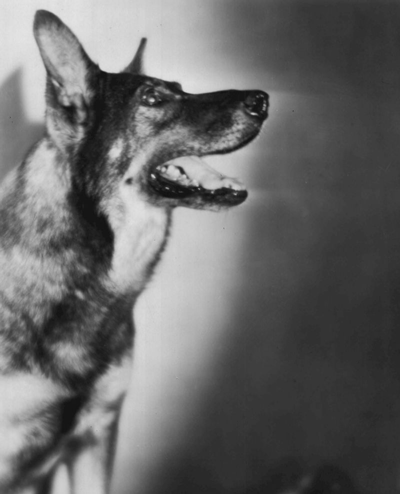 Rin Tin Tin – Silent Film Era (1920s)