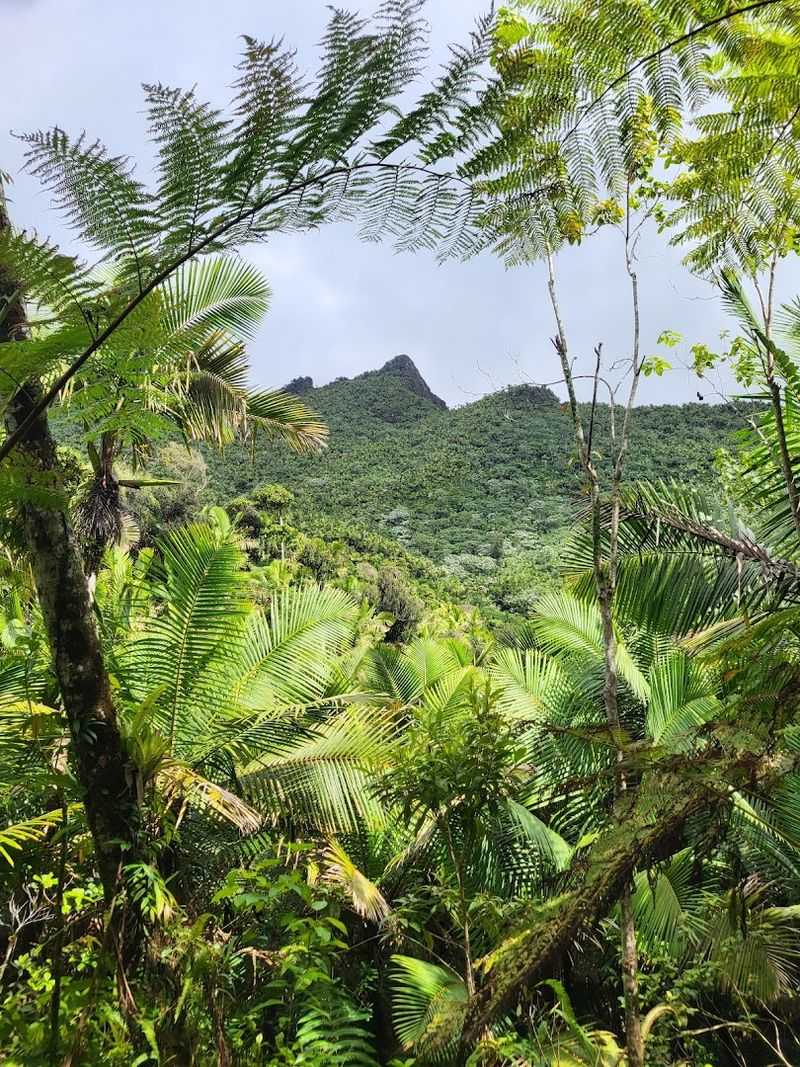 El Yunque National Forest, Puerto Rico